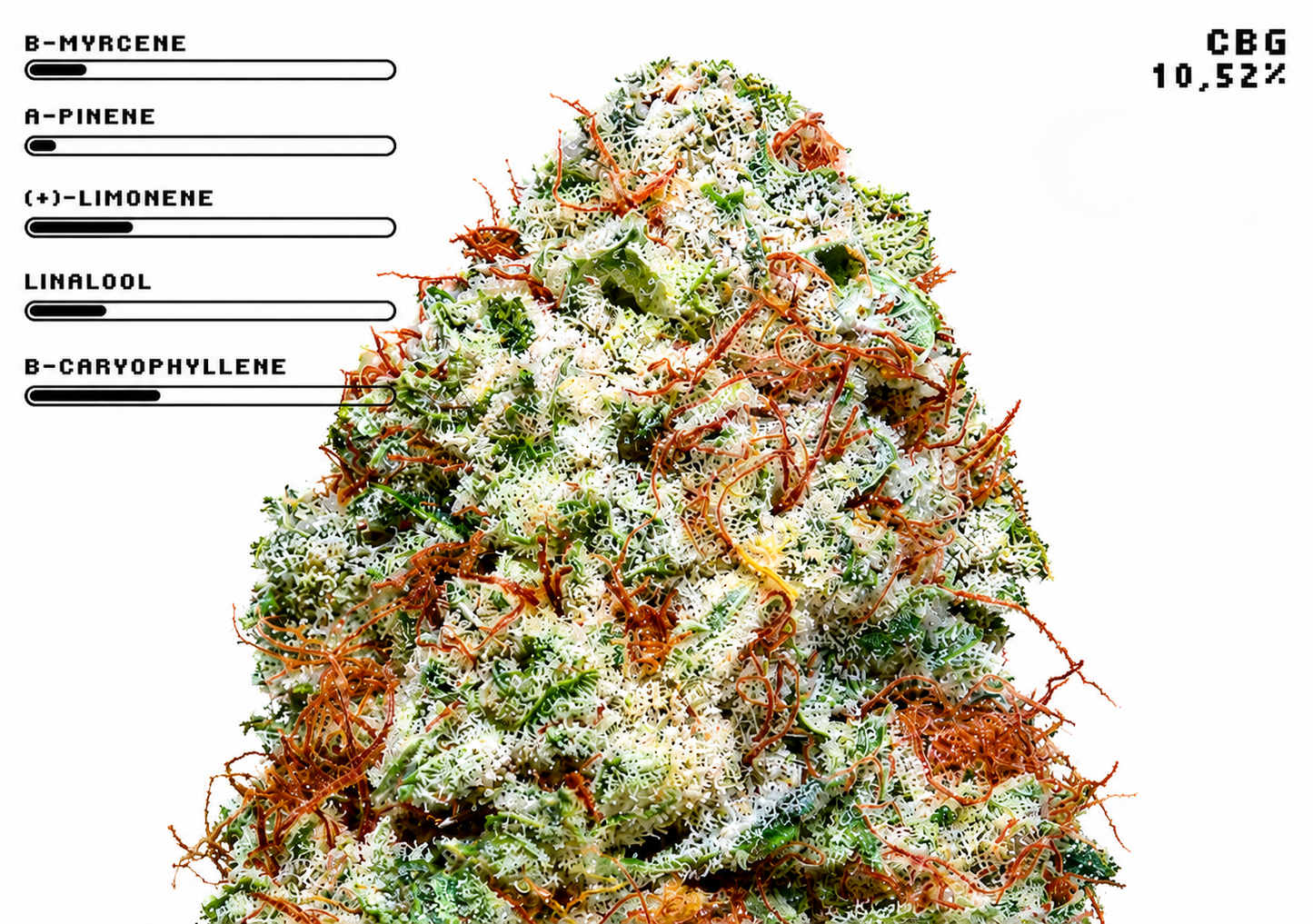 White Russian CBG