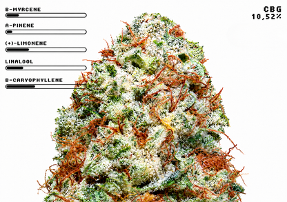 White Russian CBG